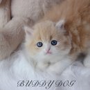 한이네안심분양센터 | 인천강아지분양 직접 알아보고 결정한 곳｜버디독 안심분양센터 인천점 방문 후기