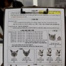 고양이무마취미용 무냥무냥 대구점 이미지