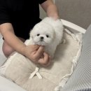 프라이드 켄넬 | 부산초미니비숑분양 테디비숑 수입비숑분양은 어디서?