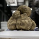 버섯 하나가 3억7000만원! 최고의 진미 ‘화이트 트러플’ 이미지