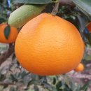 철이농장 이미지