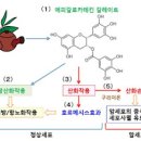 항산화 뜻 항산화 음식 챙겨 먹으면 효과 알아봐요 이미지