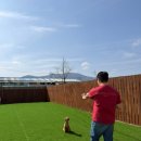 대안길 | 울산 울주 애견동반] 강아지가 마음껏 뛰놀 수 있는 단독 반려견 애견운동장 루나오스 방문후기(가격,후기)