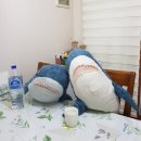 빽파이어샵 | Daily Story (21.8.8) - 봄 회상편