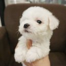 쓰담쓰담 네이버블로그