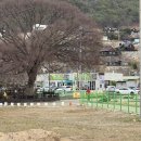 철만농장 | 양산 원동 미나리 삼겹살 원동5번집 마지막날 허니농장 딸기
