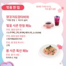 남이섬강변리조트(주) | [남이섬 벚꽃 축제🌸] 남이섬 벗(友)꽃놀자 봄날의 낭만 벚꽃데이트 봄나들이 벚꽃 200% 즐기기 가이드