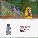 언더독 이미지