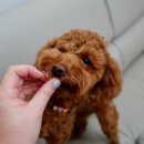 뽀뽀하니 이미지