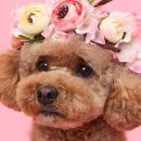 293사진관 이미지