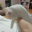 만달라pc 이미지