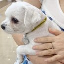 신안산주유소 | 안산동물병원 참동물의료센터 종합 진료 후기