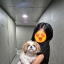 위례 창곡동 강아지 미용 당일예약 가능한 올펫살롱 내돈내산 후기