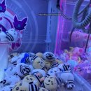 뽀꼬뽀꼬뽑기샵 이미지