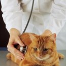 해 동물병원 이미지