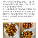 사계절농장 | 사과대추의 사계절 사과대추 연두사과대추 농장 구매 후기