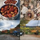 유속1길 | 철원 | 밤나무에 알밤이 가득! &lt;밤개울 캠핑장&gt; 달타프 04 사이트, 1박2일 커플캠핑 솔직후기