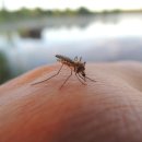 ​세계에서 가장 희귀한 알레르기는? 이미지