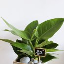 증평꽃집 이미지