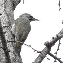 딱따구리 이미지