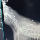 미소동물의료센터 이미지