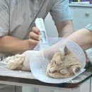 캣살롱코코 이미지