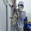 서울특별시시우회사 | 인천우럭배낚시 초보자도 손맛을 즐길 수 있는 최고의 바다낚시