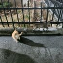 푸라닭진평점 이미지