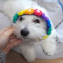 꽃개와꽃냥 | 강아지 악세사리(+고양이) 꽃목걸이 샀어요🌼