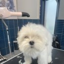 귀빈펫살롱 이미지