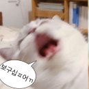2/17-2/23 이번엔 밀리지 않았다옹~~
