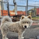 목욕하는 강아지 | 중형견 대형견 전문 목욕·스파 전문점 애견대중탕 강아지목욕&amp;스파 ｜ 차우차우믹스 만두 목욕 솔직후기