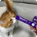 생선파는고양이 | 고양이 츄르 성분 관절 링츄