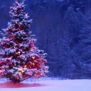 크리스마스 트리 이미지