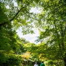 초록의 산문 이미지
