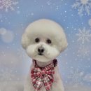 무아몽 해운대 강아지 애견미용 이미지