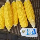 도걸농장 이미지