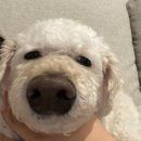 (주)플라스콘 | [임신일기]21주0일~22주6일:) 자궁경부무력증 / 자궁경부 짧아짐, 임신 중기 피비침으로 입원.. / 눕눕...