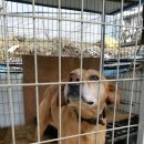 아롱이다롱이 이미지