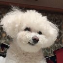 김포애견클럽 이미지