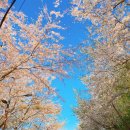 황령산순환도로 | [부산]드라이브로 즐기는 연분홍 터널, 황령산 벚꽃길