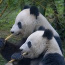 판다 이미지