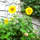 e바라기 이미지