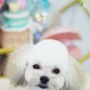 커츄츄 이미지