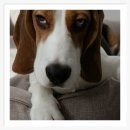 컴투펫 위탁보호센터 인천점 이미지