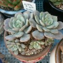 부영농장3 이미지