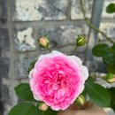 동향 마당에서 장미 키우기 후기 🌹 독일장미 자스미나, 헤르초킨 크리스티아나