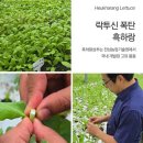 주식회사 이어플러스 | 잠이 안올 때 수면제 대신 타트체리 흑하랑상추 잠이든플러스 솔직후기