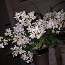 하천리-3 이미지