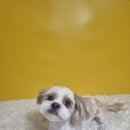 몽쉘몽봉 이미지